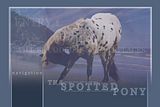 TheSpottedPonyLayoutcopy.jpg image by ZenithDesigns